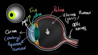 Structure of human eye Hindi  Human eye and the colourful world  Physics  Khan Academy [upl. by Leik]