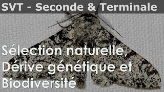 SVT  Seconde amp Terminale  Dérive génétique sélection naturelle biodiversité [upl. by Chatwin412]