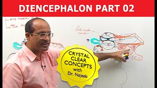 Diencephalon  Neuroanatomy  Part 22 [upl. by Nisen]