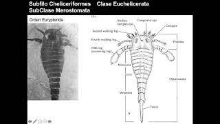 Chelicerata [upl. by Yesmar]