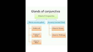 Glands of Conjunctiva [upl. by Ern]