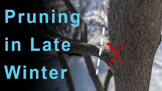 Pruning Trees in Late Winter  The Serviceberry [upl. by Antipas410]