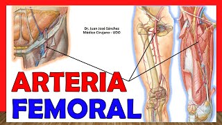 🥇 Anatomía de la ARTERIA AXILAR Ramas Relaciones [upl. by Ecinue200]