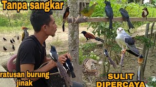 VIRAALLINI NYATA SEMUA JENIS BURUNG DIBUMI BISA TAKLUK [upl. by Anivlis]