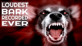 LOUDEST DOG BARKING SOUND RECORDED EVER  HD [upl. by Spanjian575]