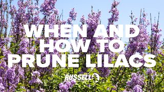 When and How to Prune Lilacs [upl. by Akisey620]