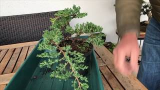 How to Create a Juniper bonsai for cheap Absolute best conifer bonsai for cascade style [upl. by Nylhsoj539]