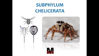 SUBPHYLUM CHELICERATA [upl. by Dollar733]