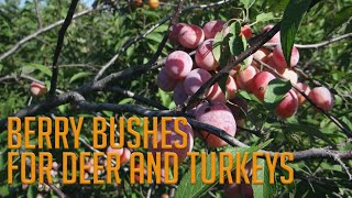 4 MUST HAVE Berry Bushes for Deer and Turkey [upl. by Anyaj]