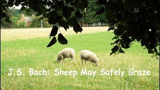 J SBach Sheep May Safely Graze  The Royal Philharmonic Orchestra [upl. by Ahsat]