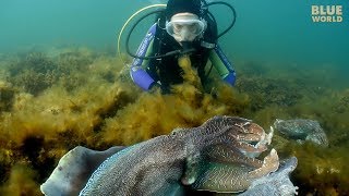 Giant Australian Cuttlefish Theyre almost as big as my kids [upl. by Ydnor]