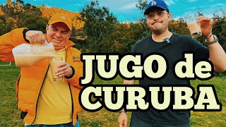 Jugo de CURUBA  Los Culebreros [upl. by Ainolopa]