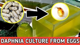 HOW TO HATCH DAPHNIA EGGS  HOW TO CULTURE DAPHNIA [upl. by Akcimehs]