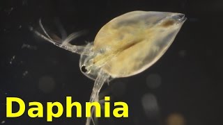 Daphnia [upl. by Cyna]