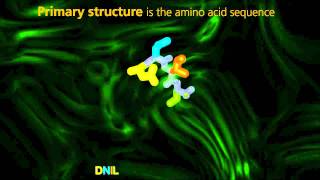 Protein Structure  University Of Surrey [upl. by Eerased340]