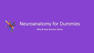 Neuroanatomy for Dummies [upl. by Derte868]