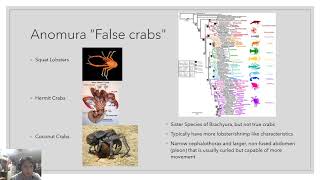 Carcinization of Crustaceans  Christopher Montgomery [upl. by Dibb]