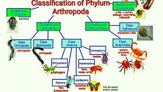 Classification of Phylum Arthropoda [upl. by Enovaj]