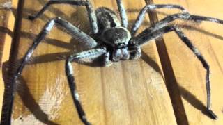 Massive huntsman spider [upl. by Cheyne]