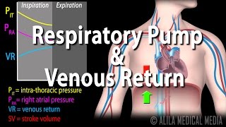 How Respiratory Pump Affects Venous Return Animation [upl. by Tandy]