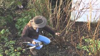 Pruning redcurrants [upl. by Ody]