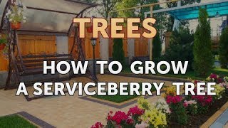 How to Grow a Serviceberry Tree [upl. by Nawak]