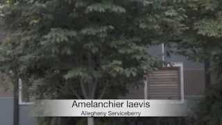 Amelanchier laevis Allegheny Serviceberry [upl. by Klinger]