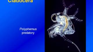 Limnology  Zooplankton Diversity amp Ecology [upl. by Alinna654]