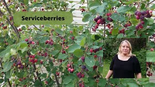 How to Grow and Care for Serviceberries [upl. by Skantze]