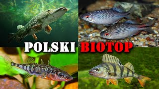 Polskie RYBY w Akwarium 🐟 Akwarystyka Zimnowodna [upl. by Peltz]