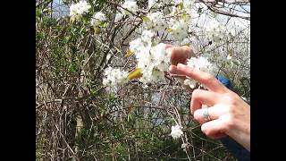 Amelanchier Serviceberry [upl. by Carrington]