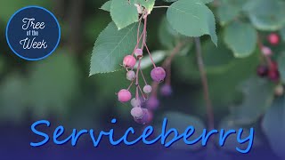 Tree of the Week Serviceberry [upl. by Anikram978]