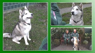 Hundevermittlung  JanuarFebruar 2020 Tierheim Hannover TV [upl. by Wendall]