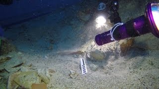 Skeletal remains found at ancient shipwreck site [upl. by Reynold]