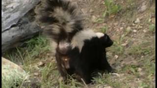 Wild America  Those Smelly Skunks [upl. by Faustina373]