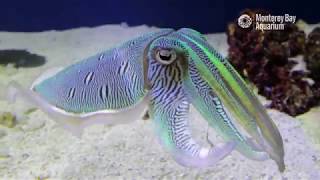 Kisslip Cuttlefish Changing Colors In Inkredible Mating Displays  The Critter Corner [upl. by Latreshia]