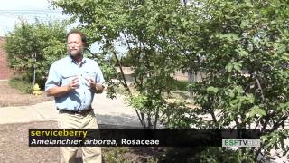 Trees with Don Leopold  serviceberry [upl. by Acinnej]