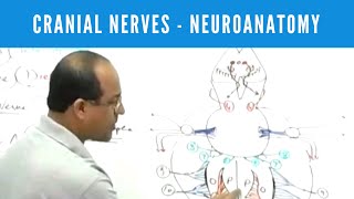 Cranial Nerves  Neuroanatomy [upl. by Yauq904]