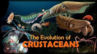 The Evolution of Crustaceans 🦐🦀 [upl. by Droffats504]