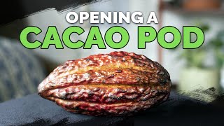 Opening And Tasting a RAW Cacao Pod 🍫 [upl. by Loraine]