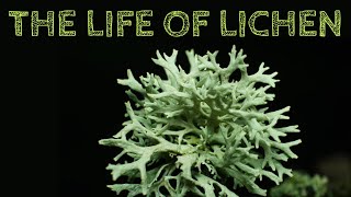 The Life of Lichen [upl. by Mastat]