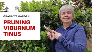 HOW TO PRUNE VIBURNUM TINUS [upl. by Pauline821]