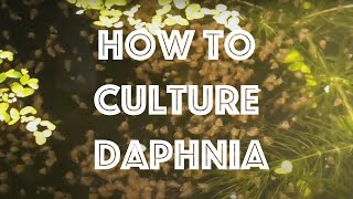 How To Culture Daphnia Magna [upl. by Geier]