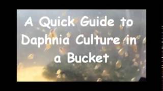 How to culture daphnia outside [upl. by Enerod]