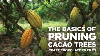 Pruning Cacao The Basics  Episode 23  Craft Chocolate TV [upl. by Elleirol]