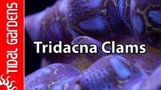 Reef Aquarium Tridacna Clams – maxima crocea squamosa and gigas [upl. by Nebra]