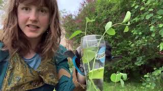 Saskatoon Berry Tree Propagation [upl. by Ehcropal]