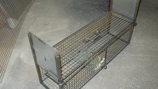 fabrication dun piège cage [upl. by Gonsalve586]