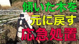 強風で【傾いた木を直す】簡単な【応急処置】方法 [upl. by Lorrimer]