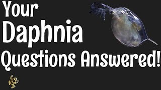 Daphnia Questions Answered [upl. by Aliuqahs608]